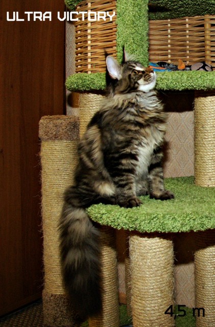 Ultra Victory, 4,5 месяца