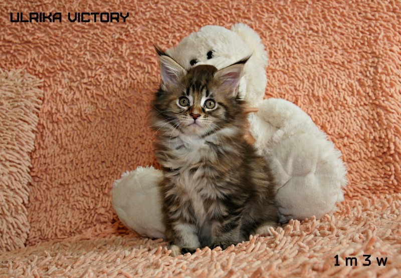 Ulrika Victory, 1 m 3 w