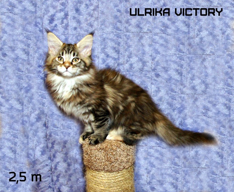 Ulrika Victory, 2,5 m