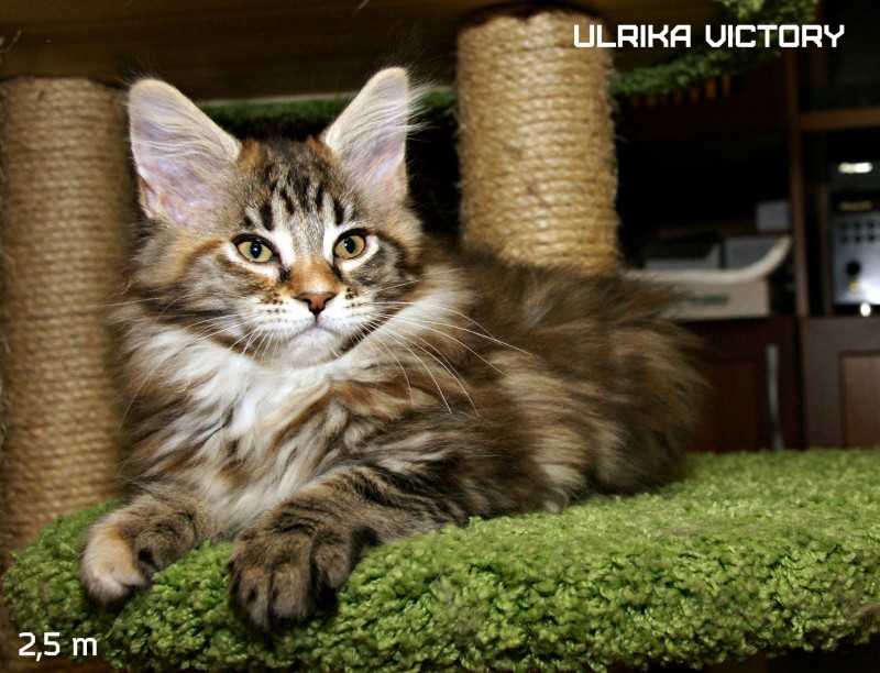 Ulrika Victory, 2,5 m