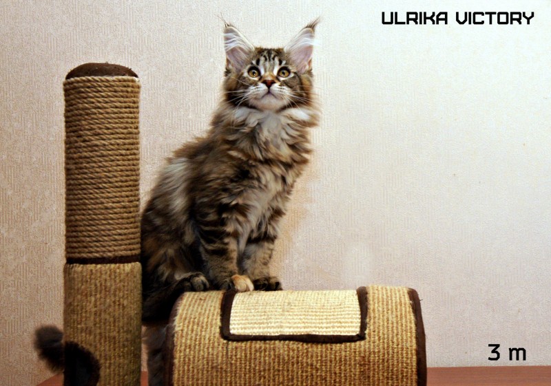 Ulrika Victory, 3 m