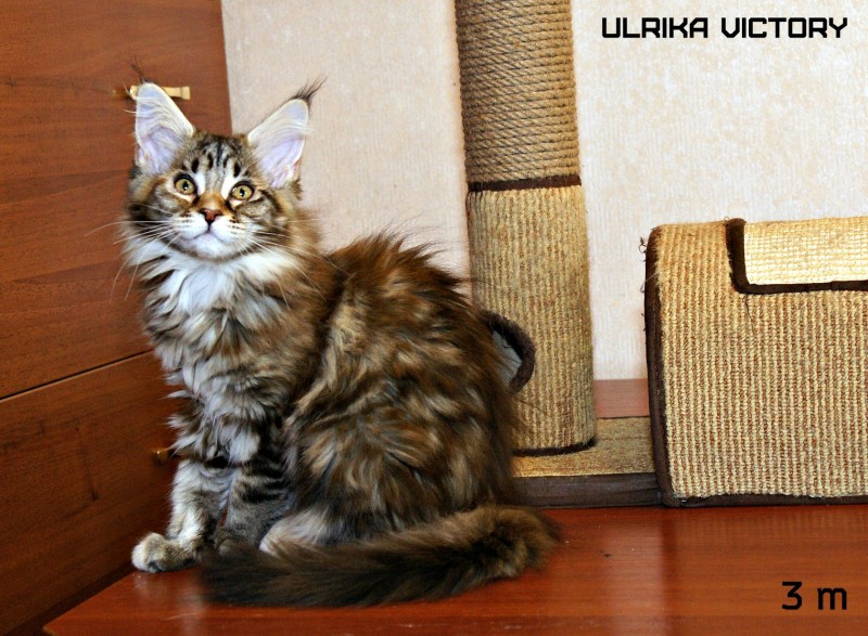 Ulrika Victory, 3 m