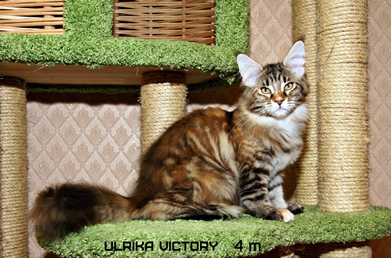 Ulrika Victory, 4 m