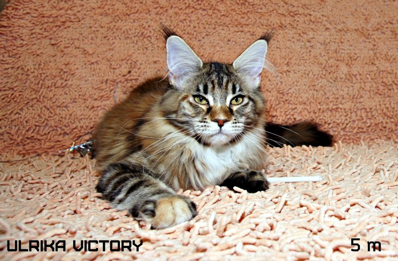Ulrika Victory, 5 m