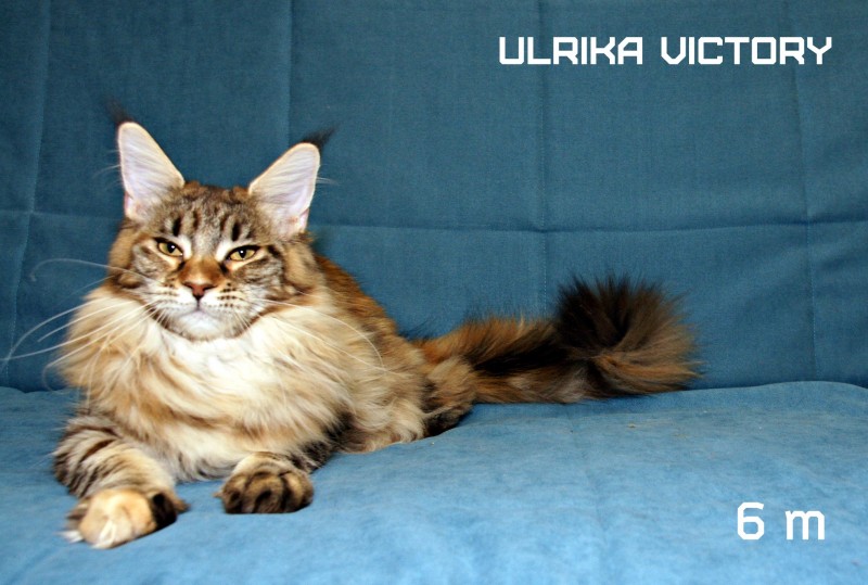 Ulrika Victory, 6 m