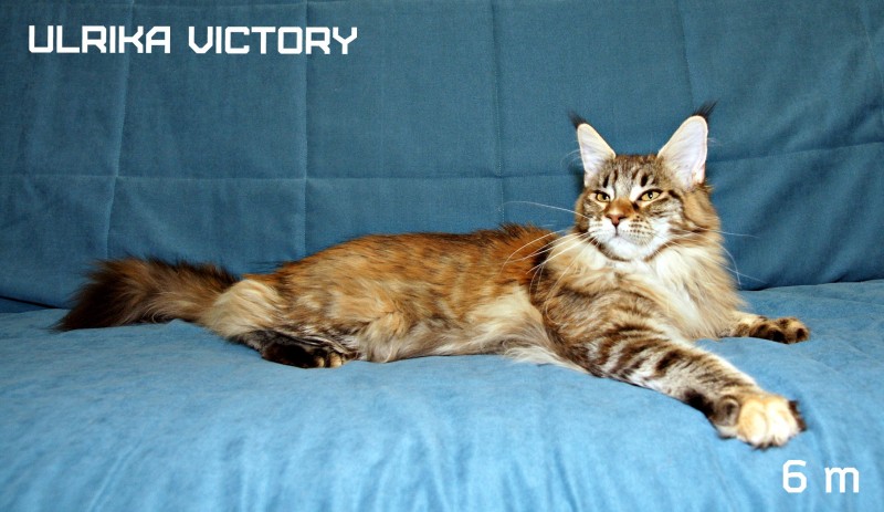 Ulrika Victory, 6 m