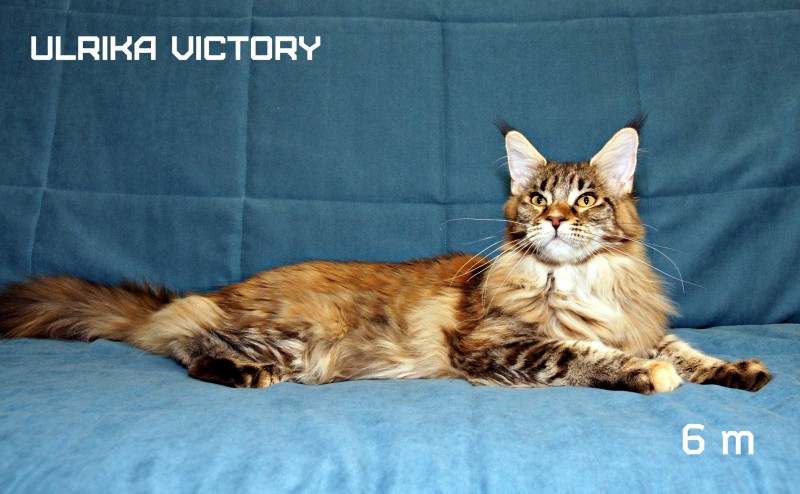 Ulrika Victory, 6 m