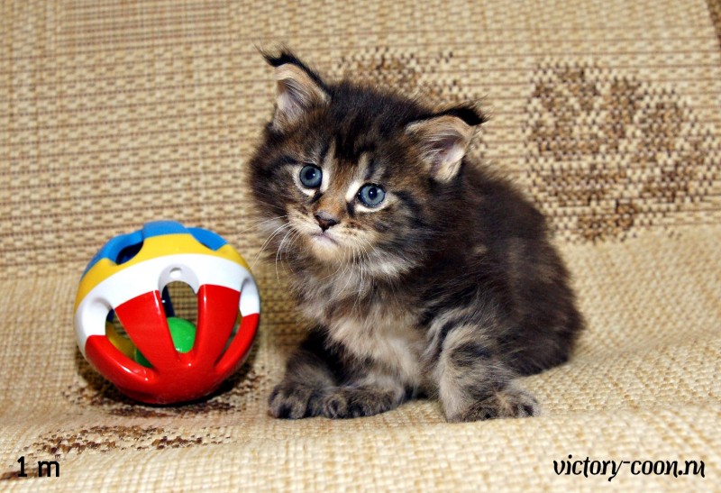 девочка 2, VICTORY