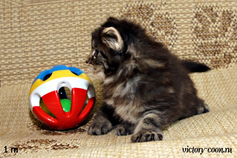 девочка 2, VICTORY