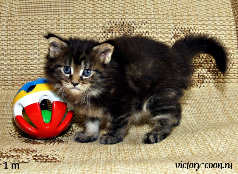 девочка 2, VICTORY