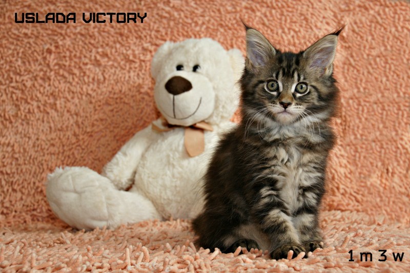 Uslada Victory, 1 m 3 w