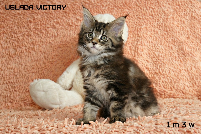 Uslada Victory, 1 m 3 w