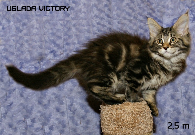 Uslada Victory, 2,5 m