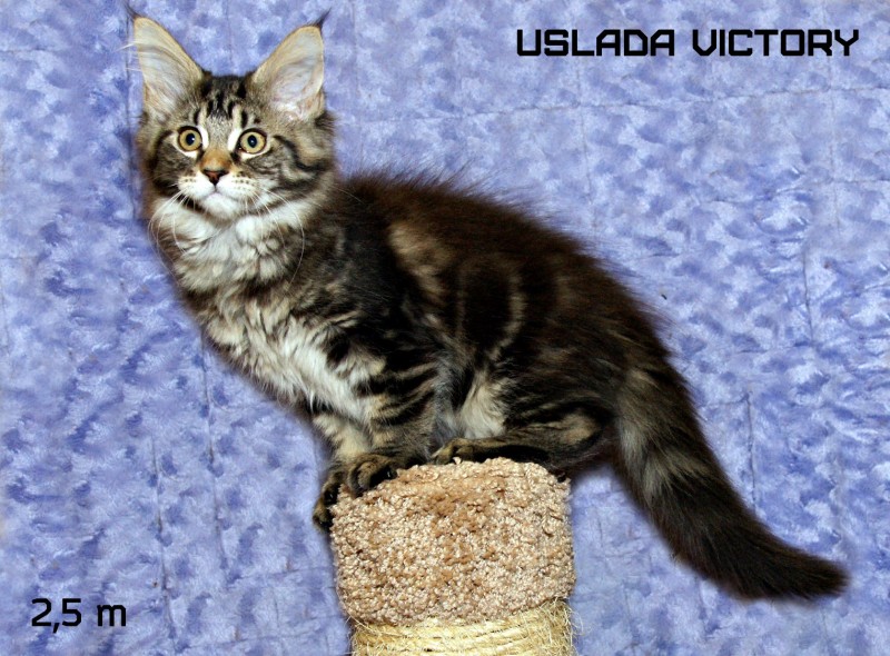 Uslada Victory, 2,5 m