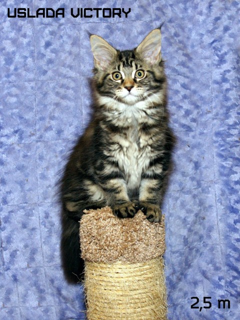 Uslada Victory, 2,5 m