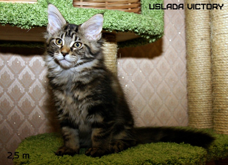 Uslada Victory, 2,5 m