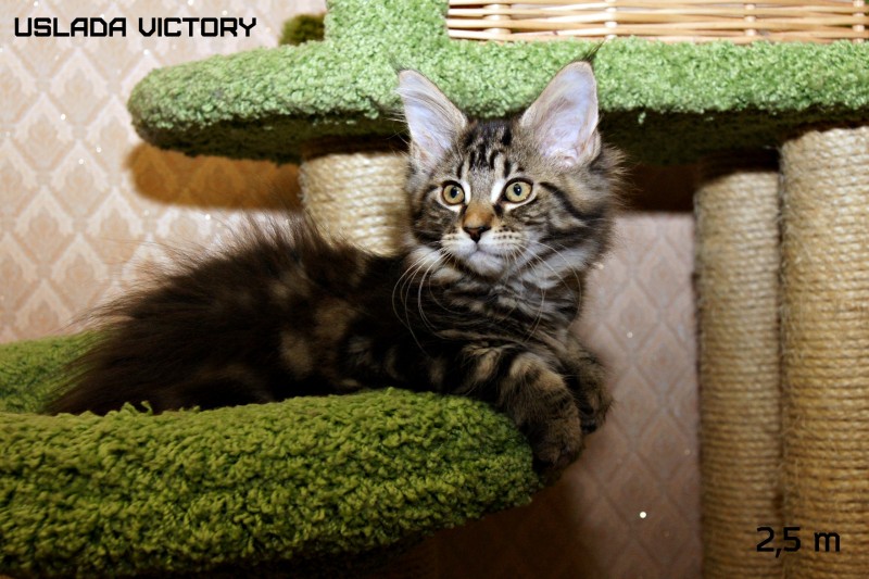 Uslada Victory, 2,5 m