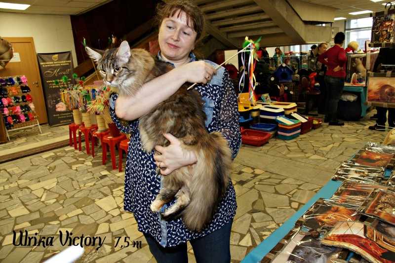 Ulrika Victory, 7,5 месяцев, Фрея, 18-19 февраля 2017 г.