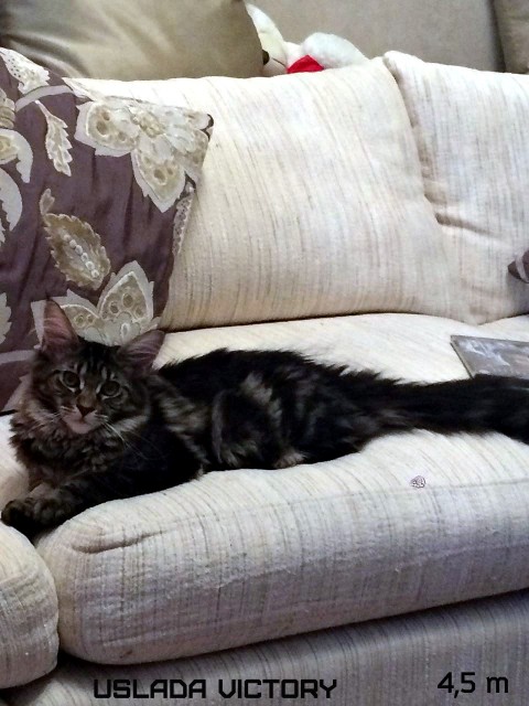 Uslada Victory, 4,5 m