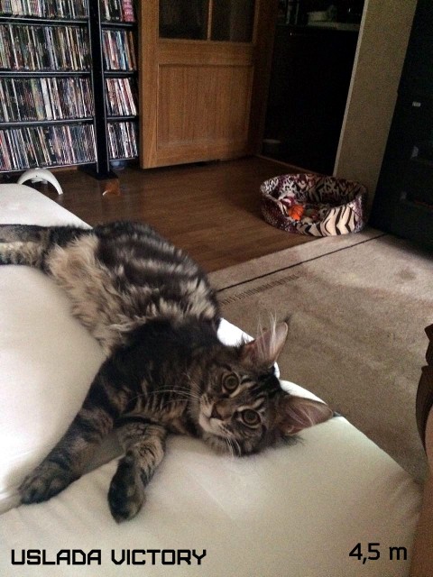 Uslada Victory, 4,5 m