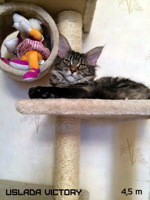 Uslada Victory, 4,5 m