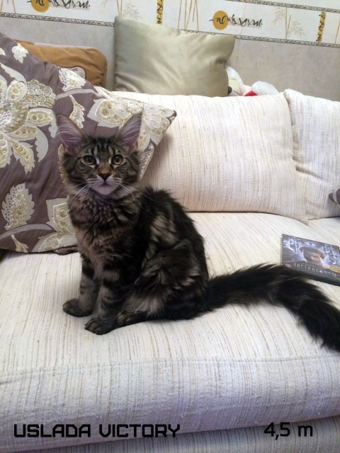 Uslada Victory, 4,5 m