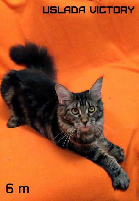 Uslada Victory, 6 m