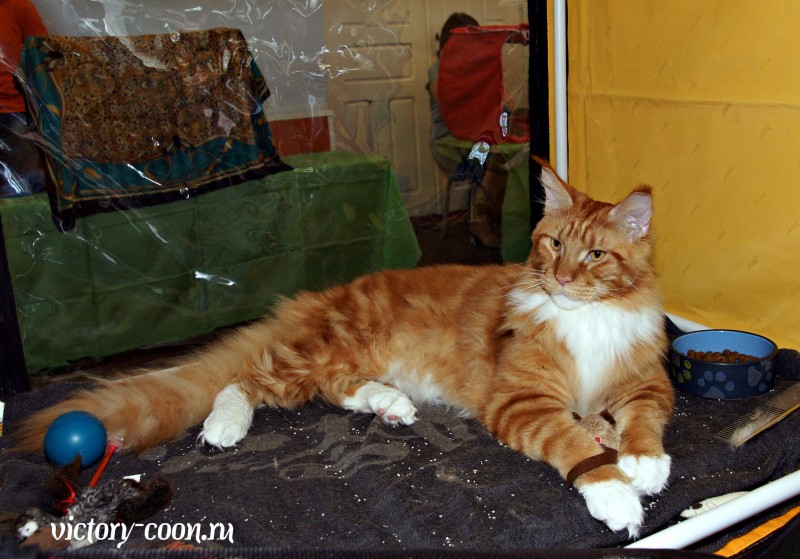 Barney Victory, 27-28 августа 2016, Летний Альянс в Новомосковске