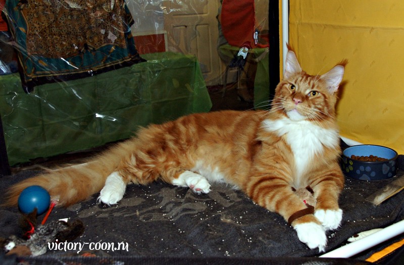 Barney Victory, 27-28 августа 2016, Летний Альянс в Новомосковске