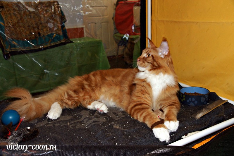 Barney Victory, 27-28 августа 2016, Летний Альянс в Новомосковске