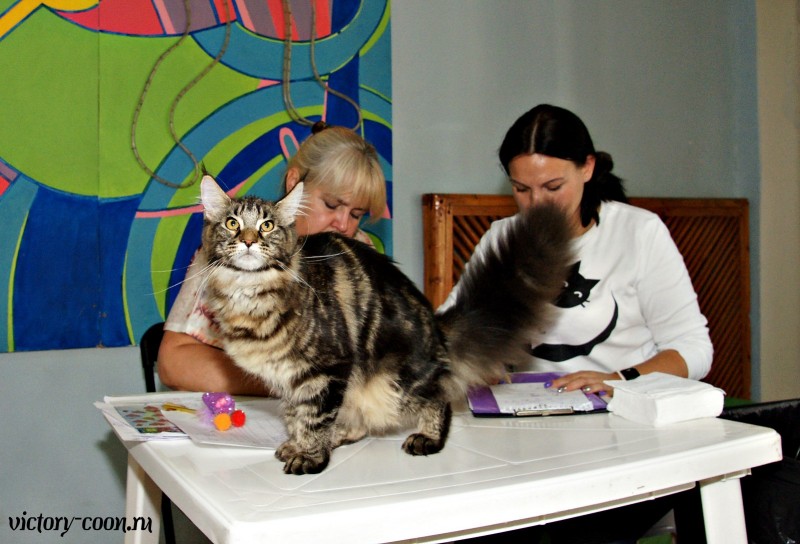 Ultra Victory, 27-28 августа 2016, Летний Альянс в Новомосковске