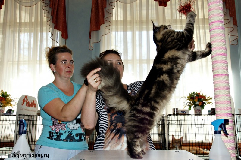 Ultra Victory, 27-28 августа 2016, Летний Альянс в Новомосковске