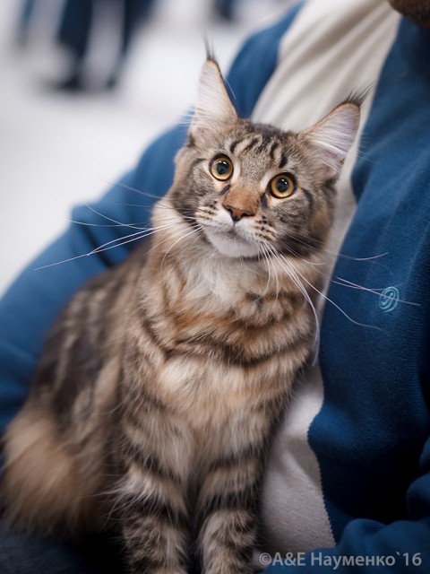 Ultra Victory, РосКошная осень в Сокольниках, 16-17 октября 2016 г.