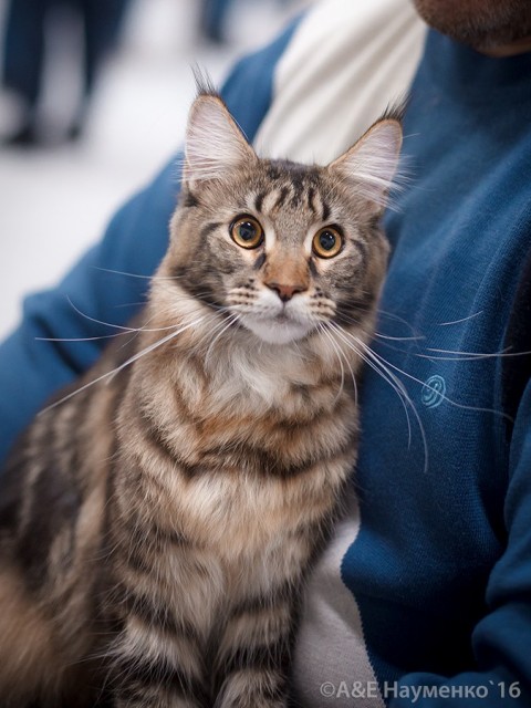 Ultra Victory, РосКошная осень в Сокольниках, 16-17 октября 2016 г.