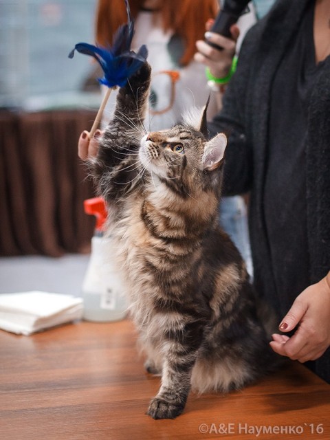 Ultra Victory, РосКошная осень в Сокольниках, 16-17 октября 2016 г.