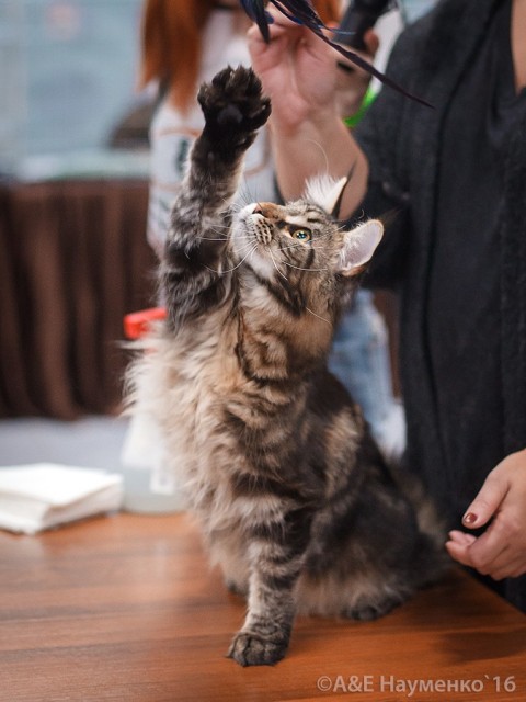 Ultra Victory, РосКошная осень в Сокольниках, 16-17 октября 2016 г.