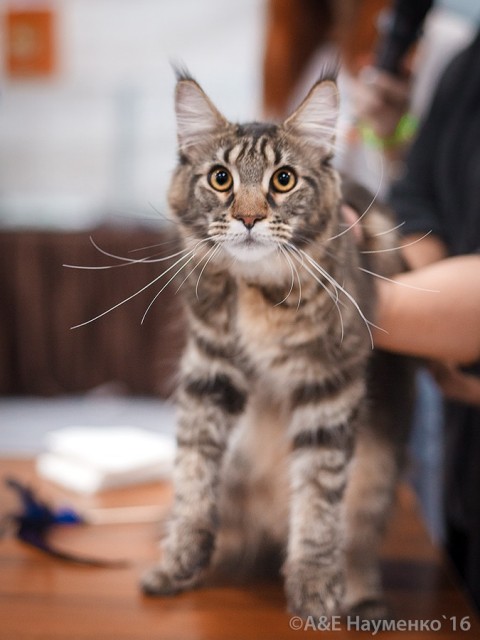 Ultra Victory, РосКошная осень в Сокольниках, 16-17 октября 2016 г.