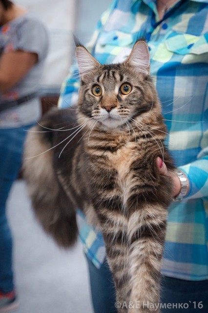 Ultra Victory, РосКошная осень в Сокольниках, 16-17 октября 2016 г.