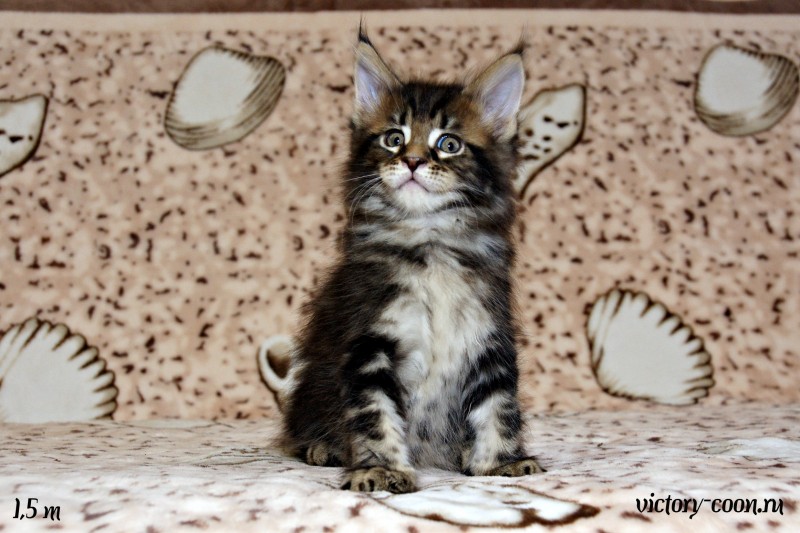 кот 1, 1,5 месяца, Victory 