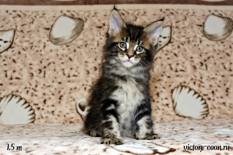 кот 1, 1,5 месяца, Victory 