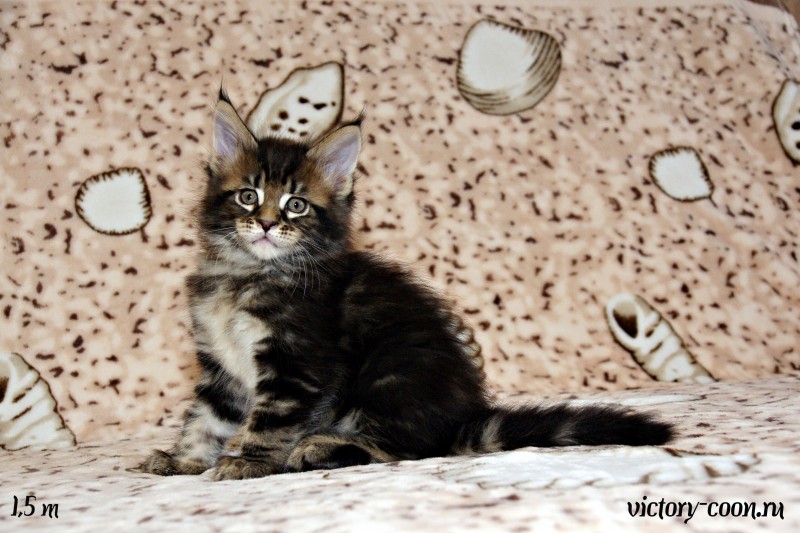 кот 1, 1,5 месяца, Victory 