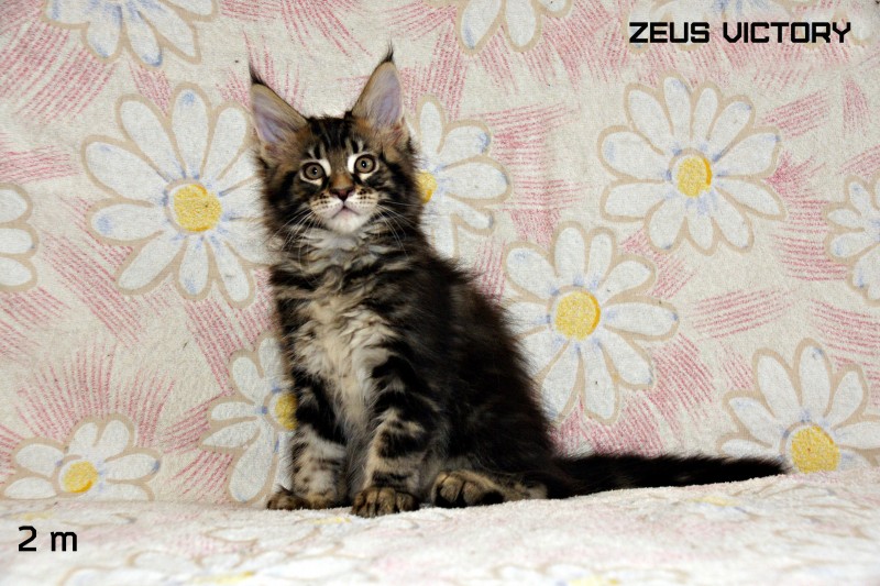 Zeus Victory, 2 месяца