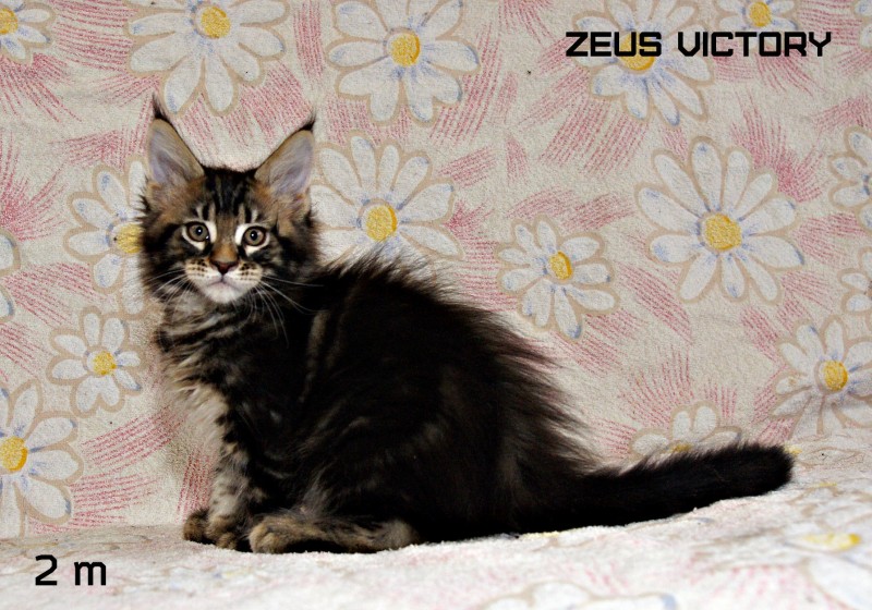 Zeus Victory, 2 месяца