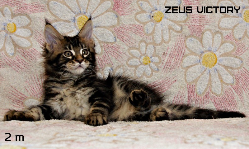 Zeus Victory, 2 месяца