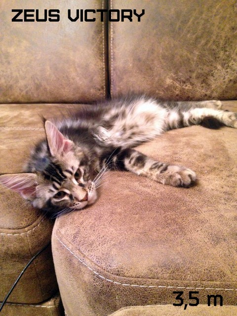 Zeus Victory, 3,5 месяца