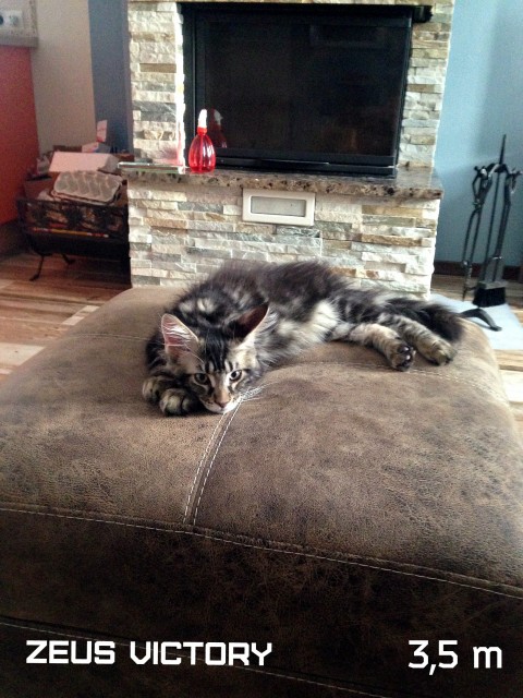 Zeus Victory, 3,5 месяца