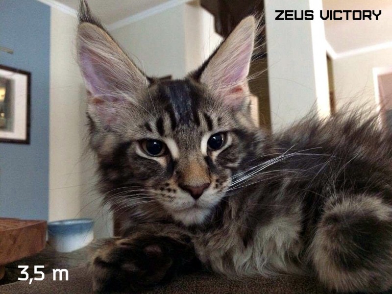 Zeus Victory, 3,5 месяца