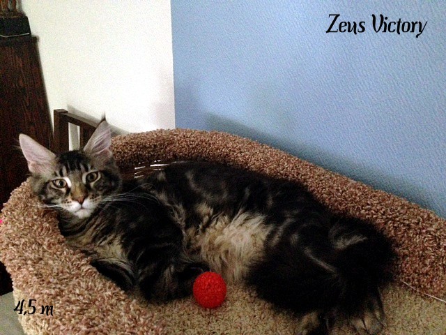 Zeus Victory, 4,5 месяца