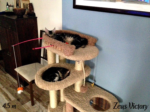 Zeus Victory, 4,5 месяца