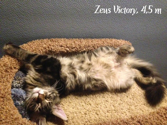 Zeus Victory, 4,5 месяца